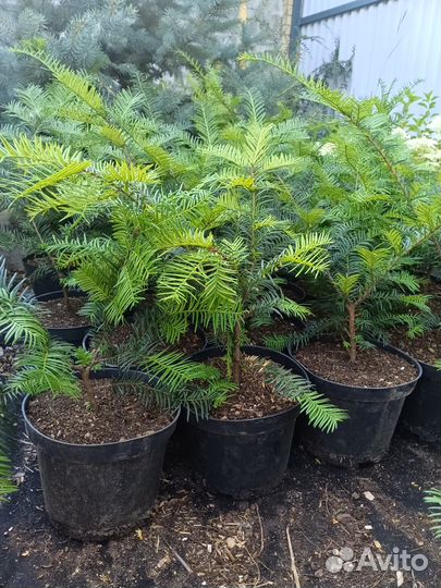 Тис ягодный