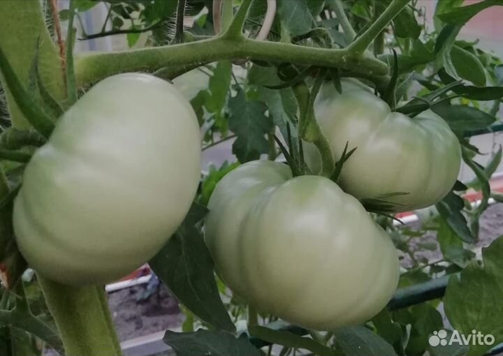 Семена старинного сорта помидор со времен СССР