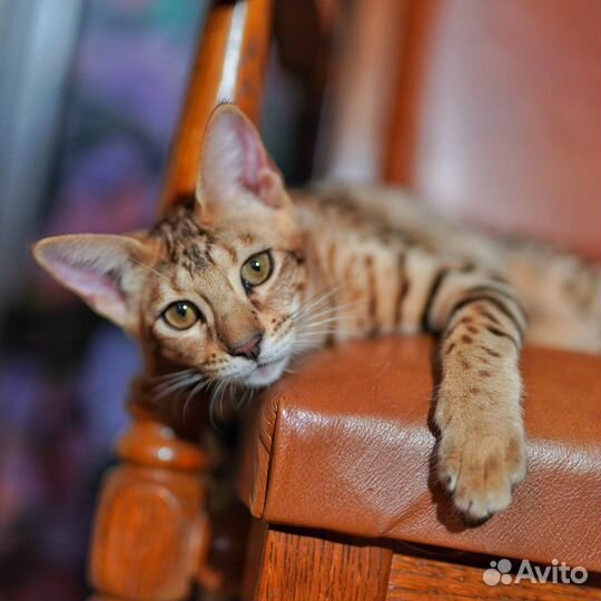 Саванна Ф3, девочка