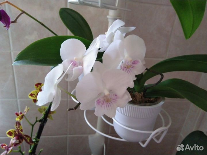 Орхидея Phal. sogo '5545'