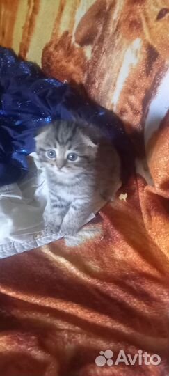 Шотландская