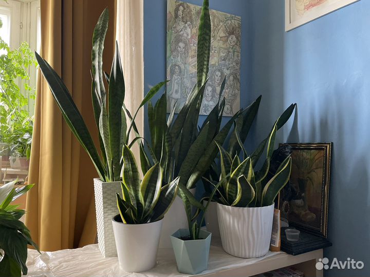 Сансевиерия лауренти и зейланика
