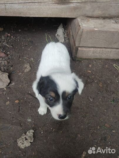 Щенки в добрые руки