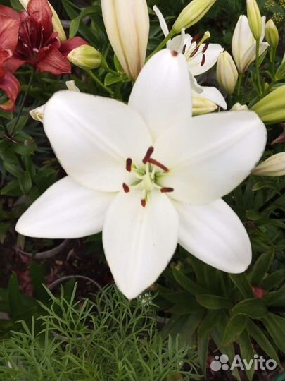 Лилии, ромашки, флоксы, рудбекия ирис