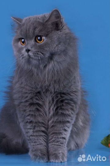 Просто кукла