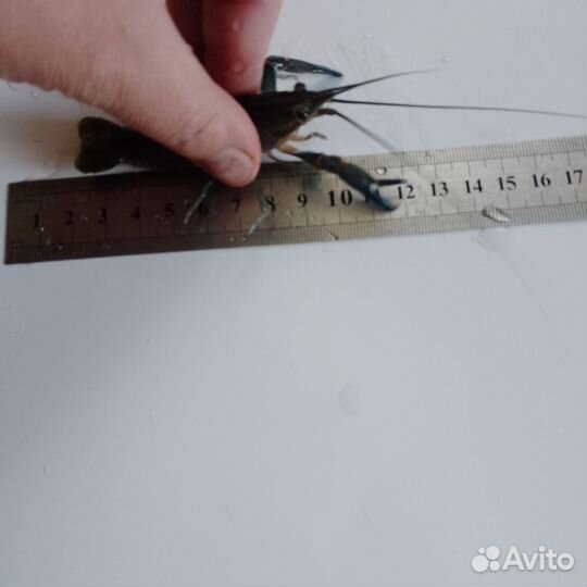 Малек австралийского рака