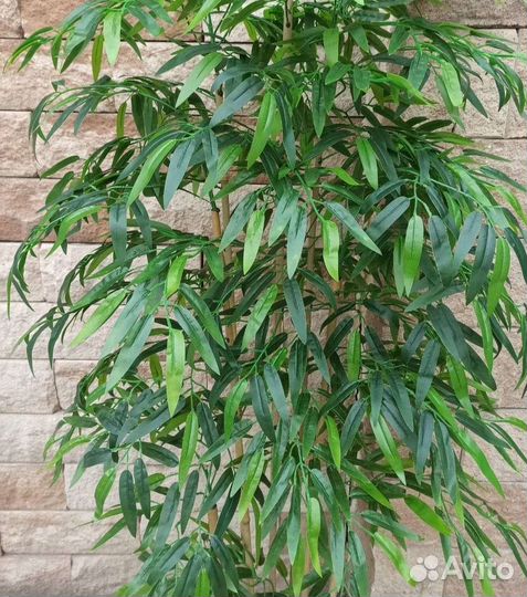 Дерево бамбук