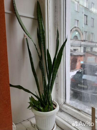 Комнатные растения