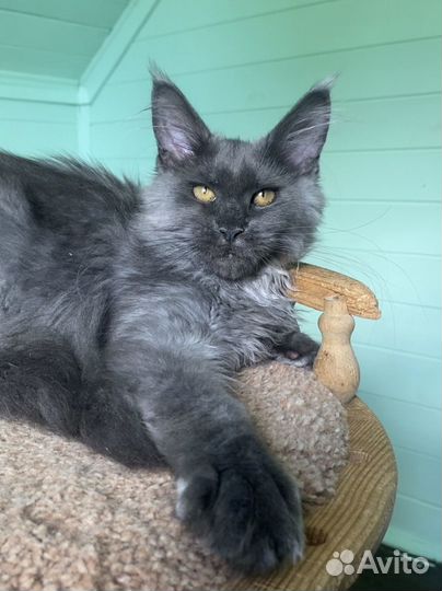 Голубая кошечка Мейн-кун