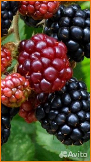 Ежевика безшипная черная