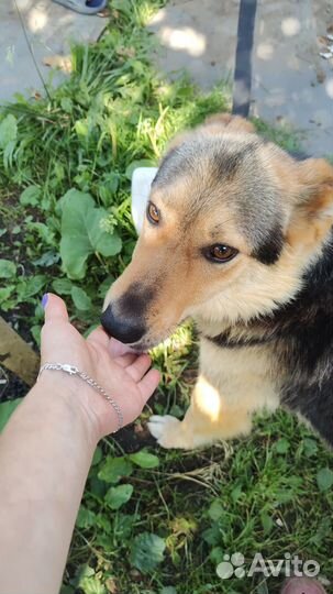 Собака в добрые руки отдам бесплатно