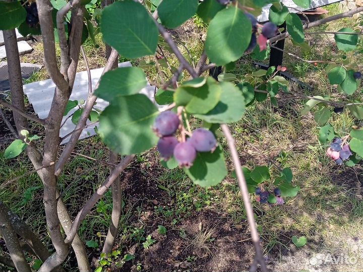 Свежая ягода