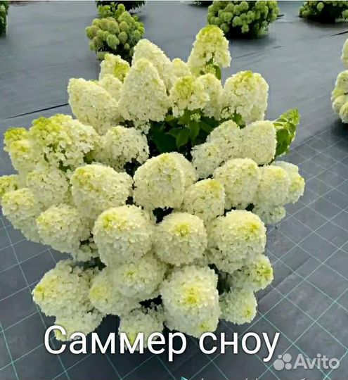 Карликовые гортензии