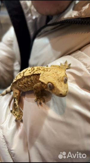 Бананоед самка