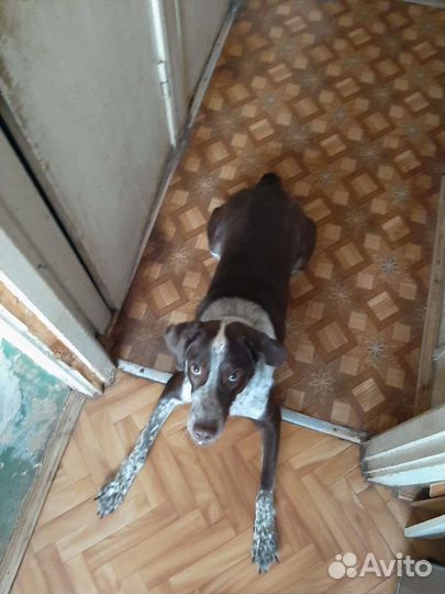 Собака