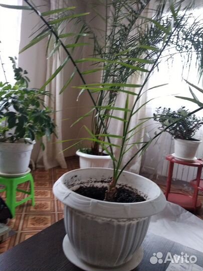 Финиковая пальма