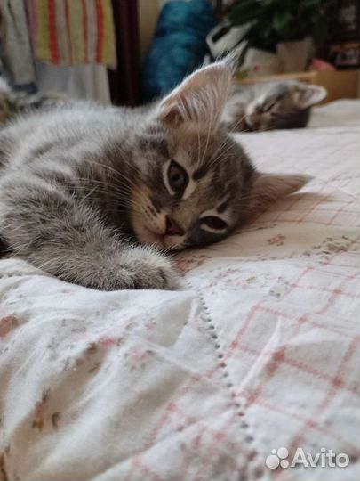 Котята в добрые руки мальчики