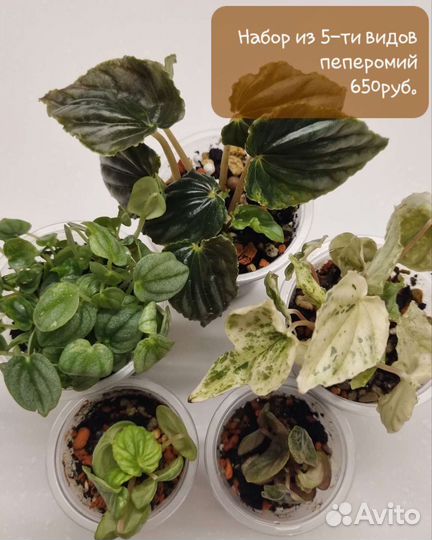 Пеперомия набор Комнатные растения цветы