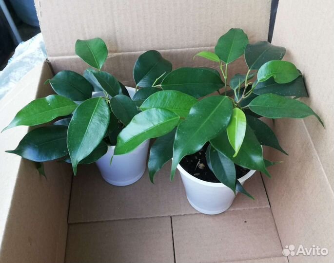 Фикус бенджамина