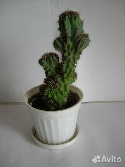 Скалистый кактус