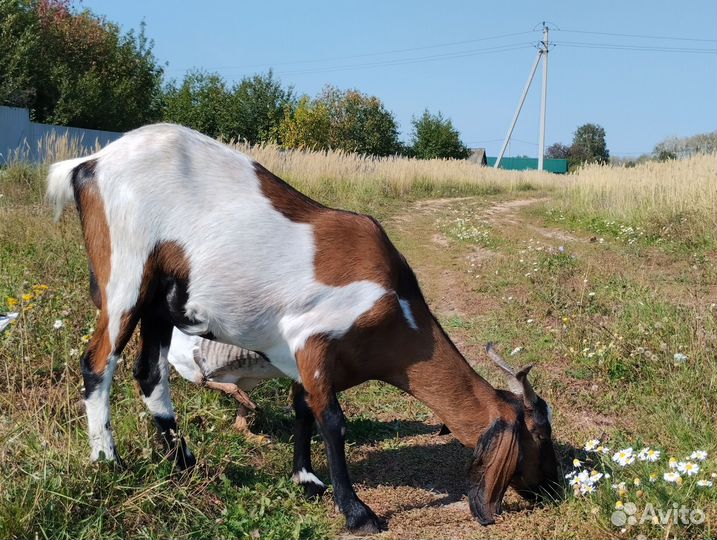 Коза дойная