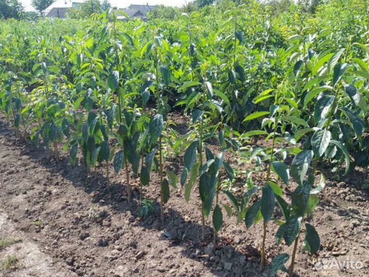 Саженцы хурмы