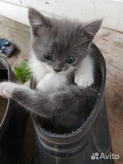 Две деревенские ласковые кошечки