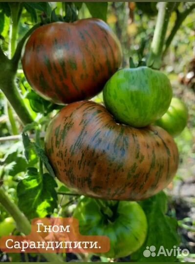 Томаты серии Гном. Семена
