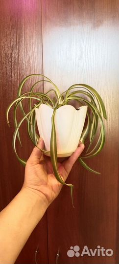 Хлорофитум кудрявый