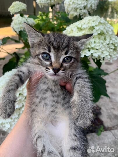 Счастливый котик - 03.05.23