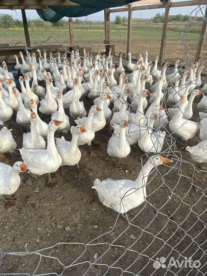 Гусята подрощенные