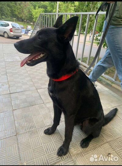 Метис малинуа в добрые руки