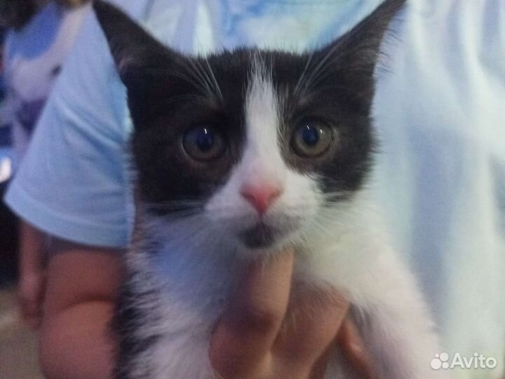 Котёнка в добрые руки