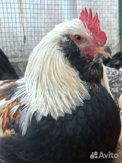Инкубационное яйцо Фавероль, цыплята
