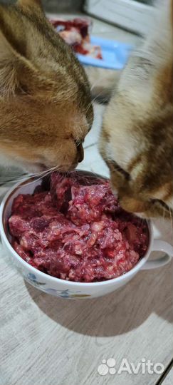 Мясо для собак и кошек