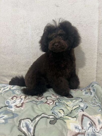 Той пудель шоколадный мальчик