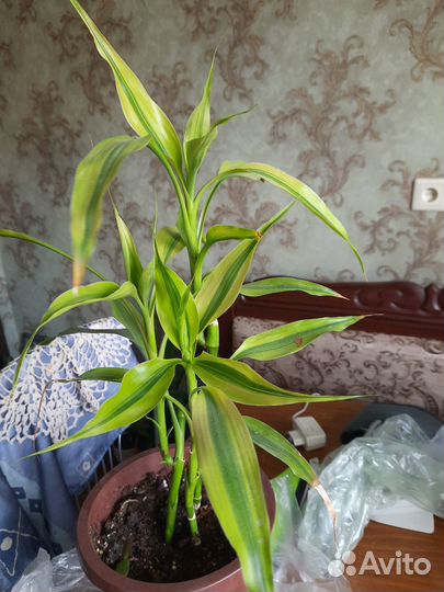 Драцена Сандера