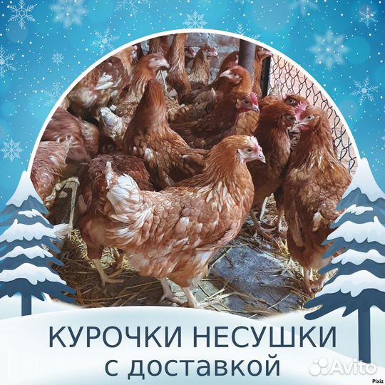 Куры молодки