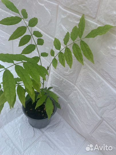 Рассада Глициния