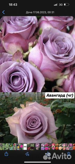 Розы саженцы чайногибридние и не только