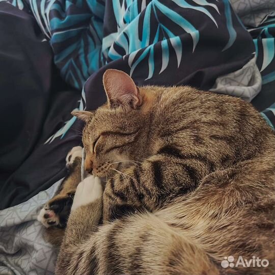 Отдам в добрые руки
