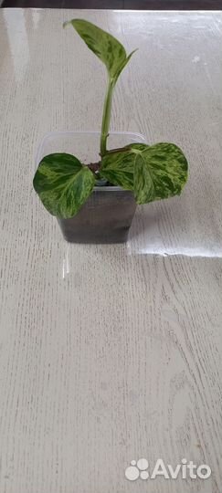 Эпипремнум