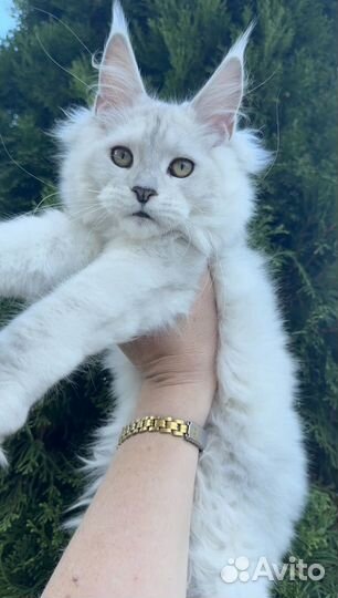 Мейн-кун эксклюзивного окраса шелл и шадед