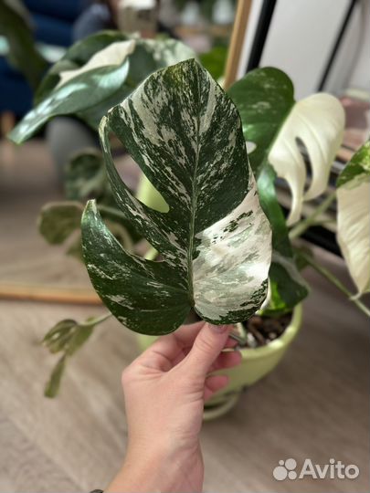 Монстера вариегатная альба