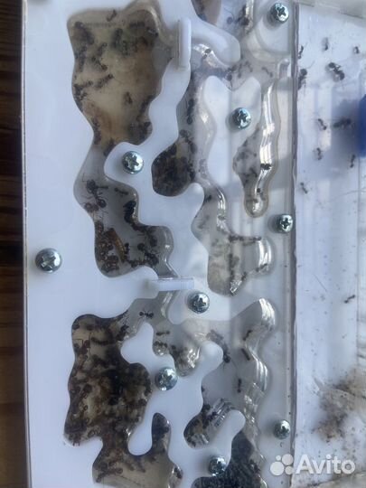 Муравьиная ферма с муравьями