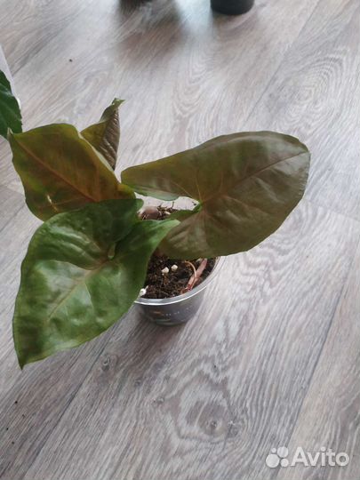 Цветы разные