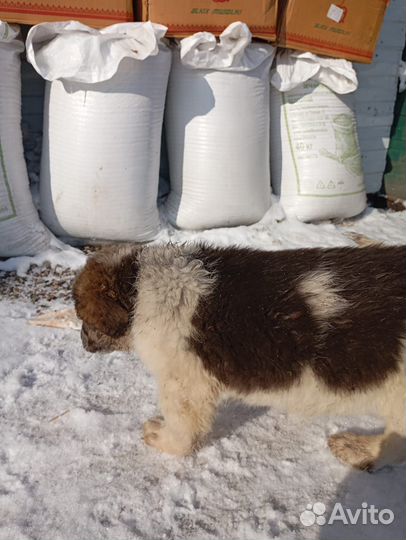 Московская сторожевая