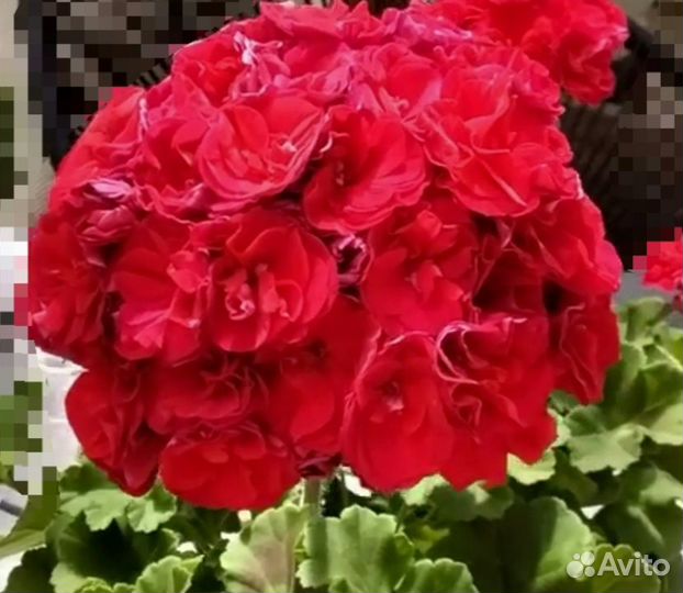 Пеларгонии сортовые, герань