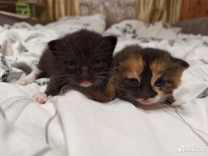 Кошка в дар бесплатно