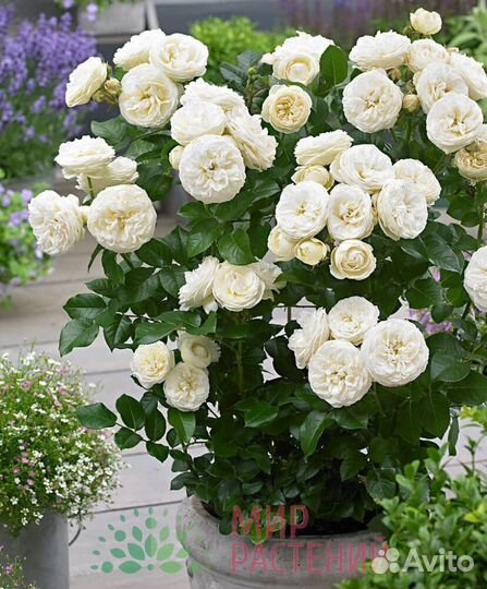 Роза Артемис-обильноцветущий шраб